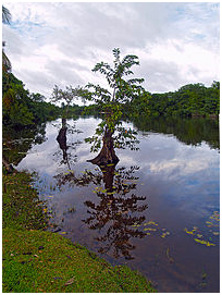 Reserva de Punta Izopo